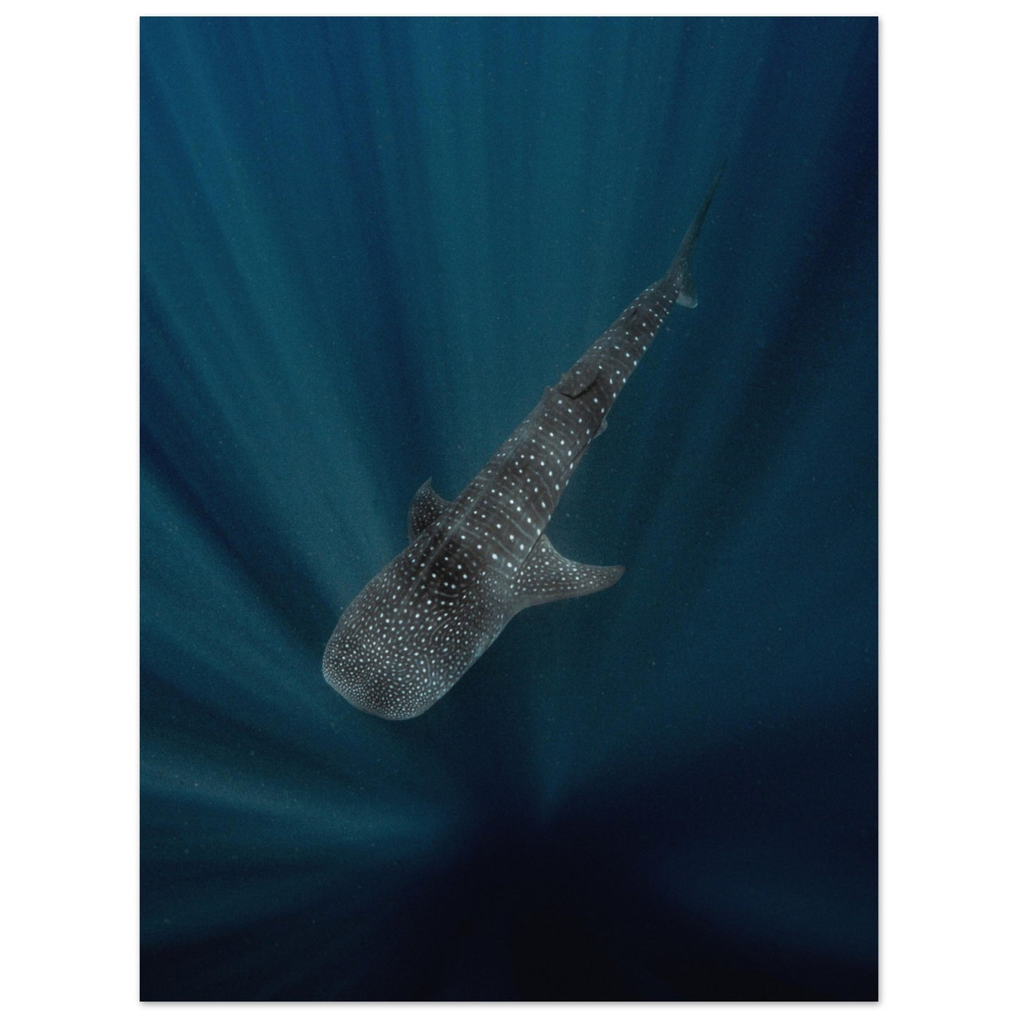WHALE SHARK IN THE DARKNESS - MATTE POSTER
