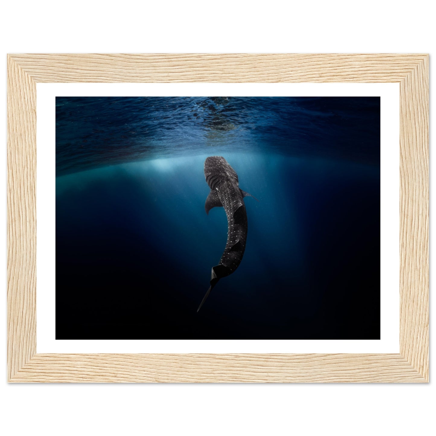 WHALE SHARK EATING AT THE SURFACE - WOODEN FRAME