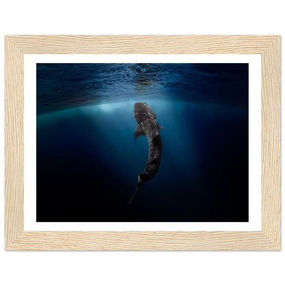 WHALE SHARK EATING AT THE SURFACE - WOODEN FRAME