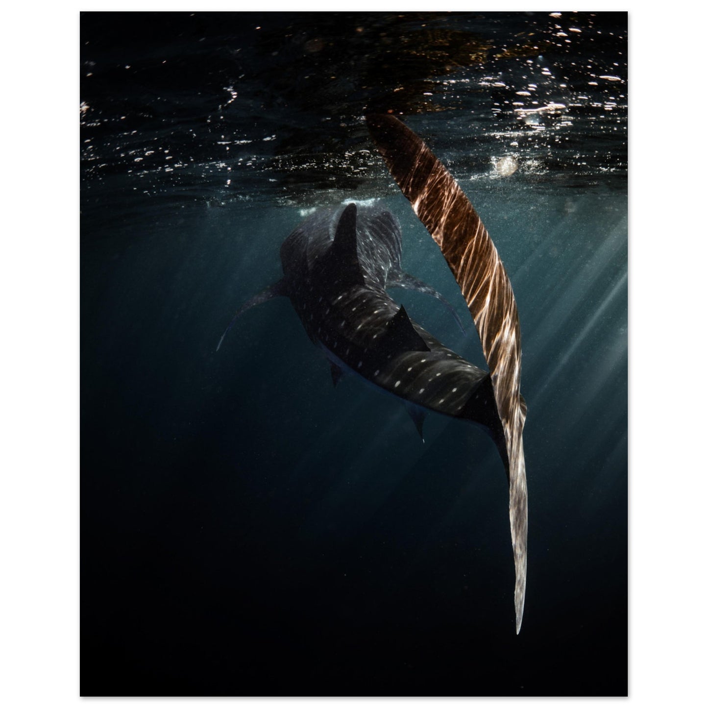 WHALE SHARK ENCOUNTER - MATTE POSTER