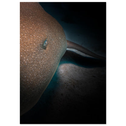 SLEEPING NURSE SHARK -  MATTE POSTER
