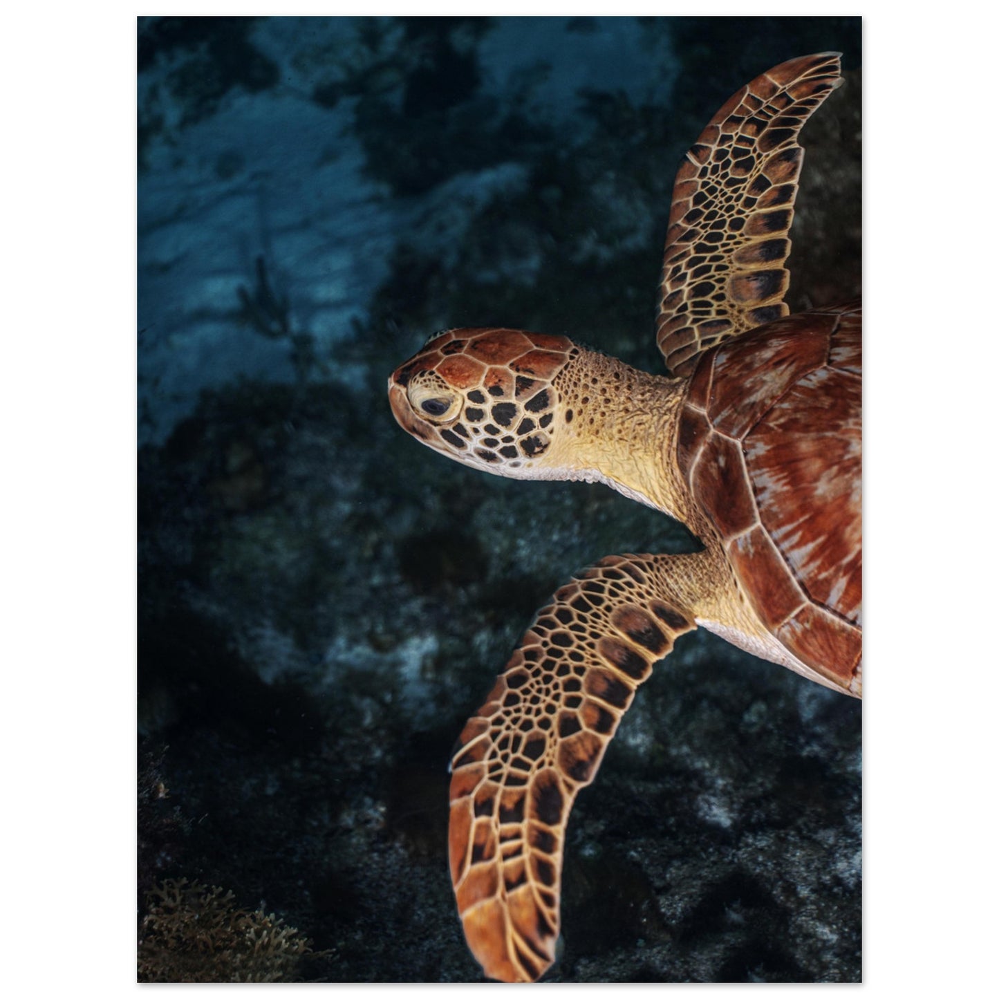 FLYING BABY TURTLE (PROFIL) -MATTE POSTER