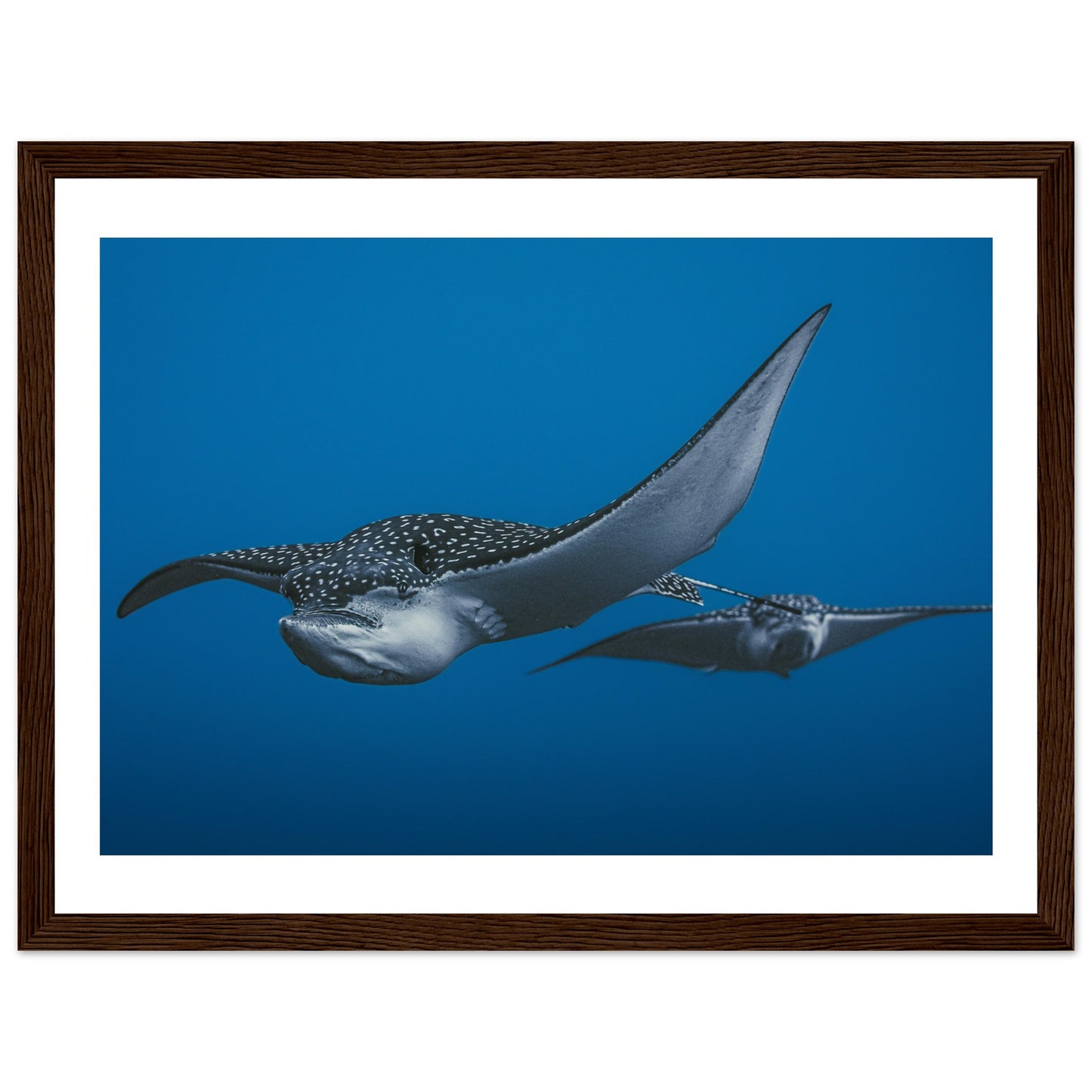THE FLIGHT OF SPOTTED EAGLE RAYS - WOODEN FRAME