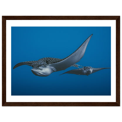 THE FLIGHT OF SPOTTED EAGLE RAYS - WOODEN FRAME