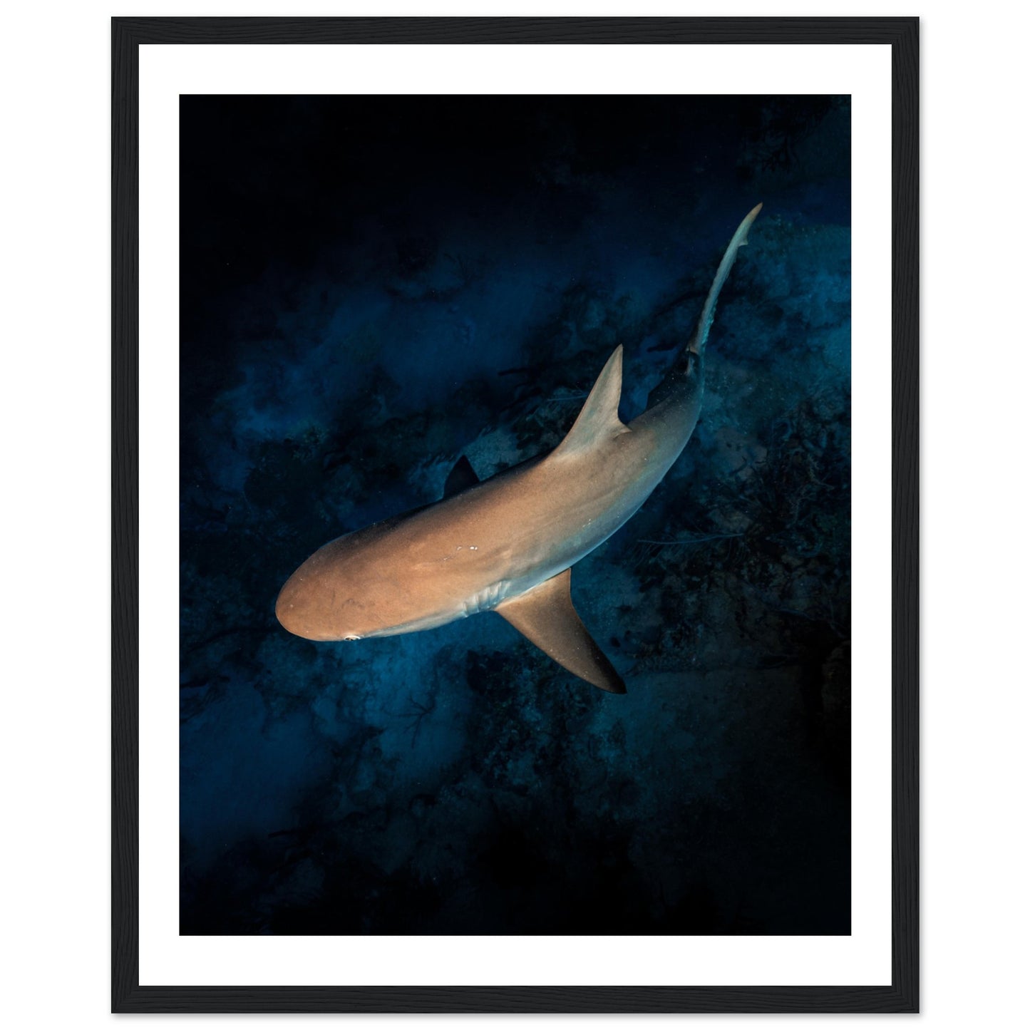 CURIOUS REEF SHARK - WOODEN FRAME