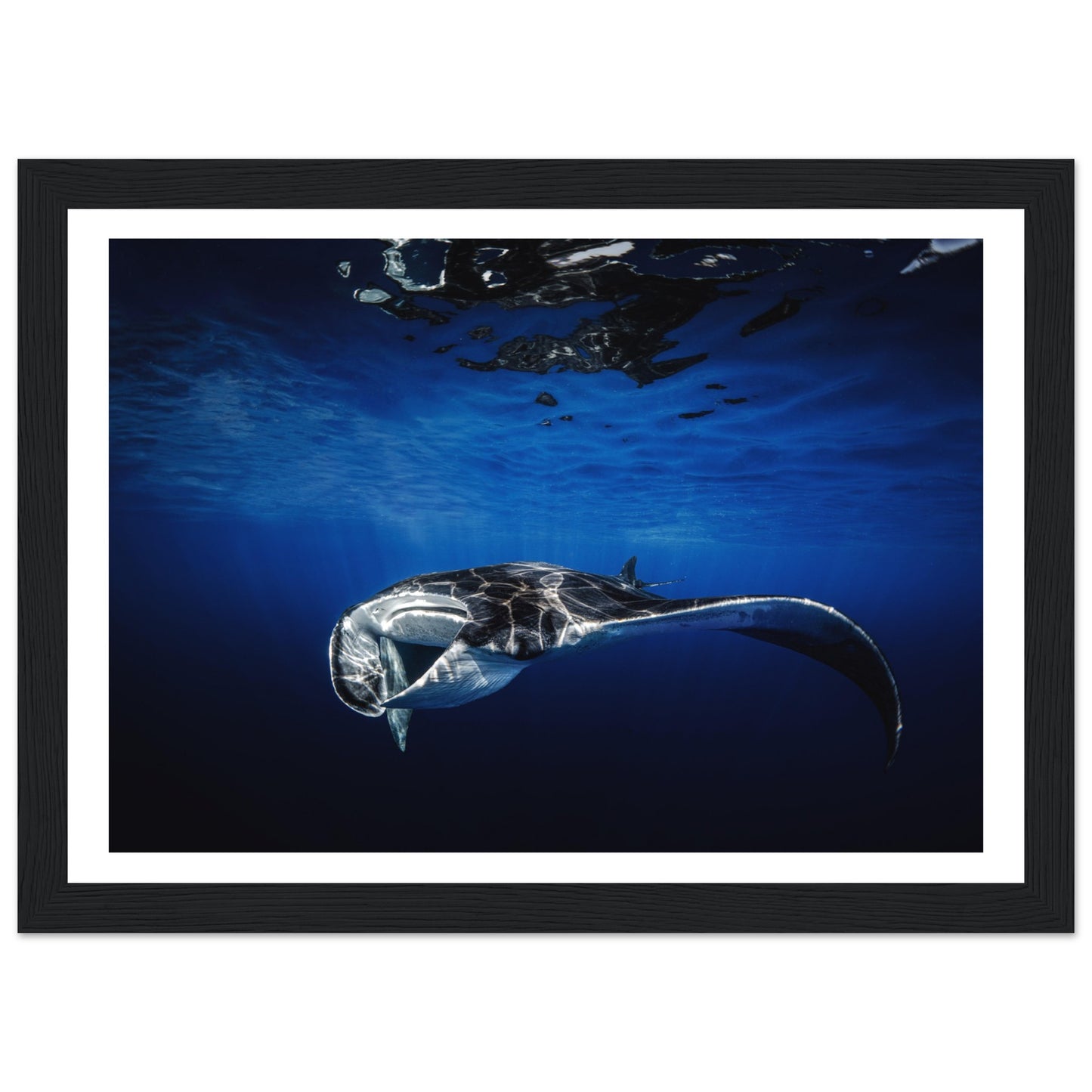 GIANT MANTA RAY - WOODEN FRAME