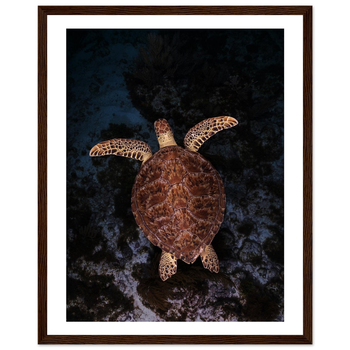 FLYING BABY TURTLE- WOODEN FRAME