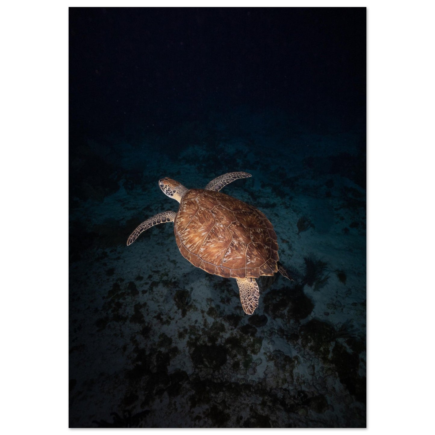 GREEN TURTLE BY NIGHT - MATTE POSTER