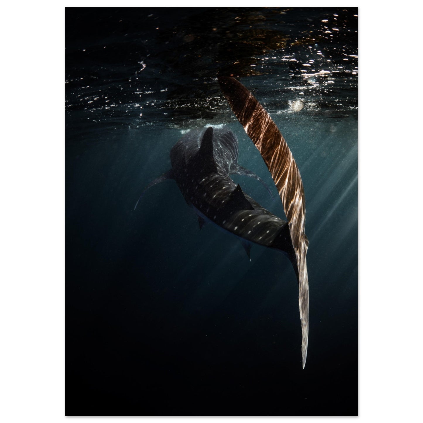 WHALE SHARK ENCOUNTER - MATTE POSTER