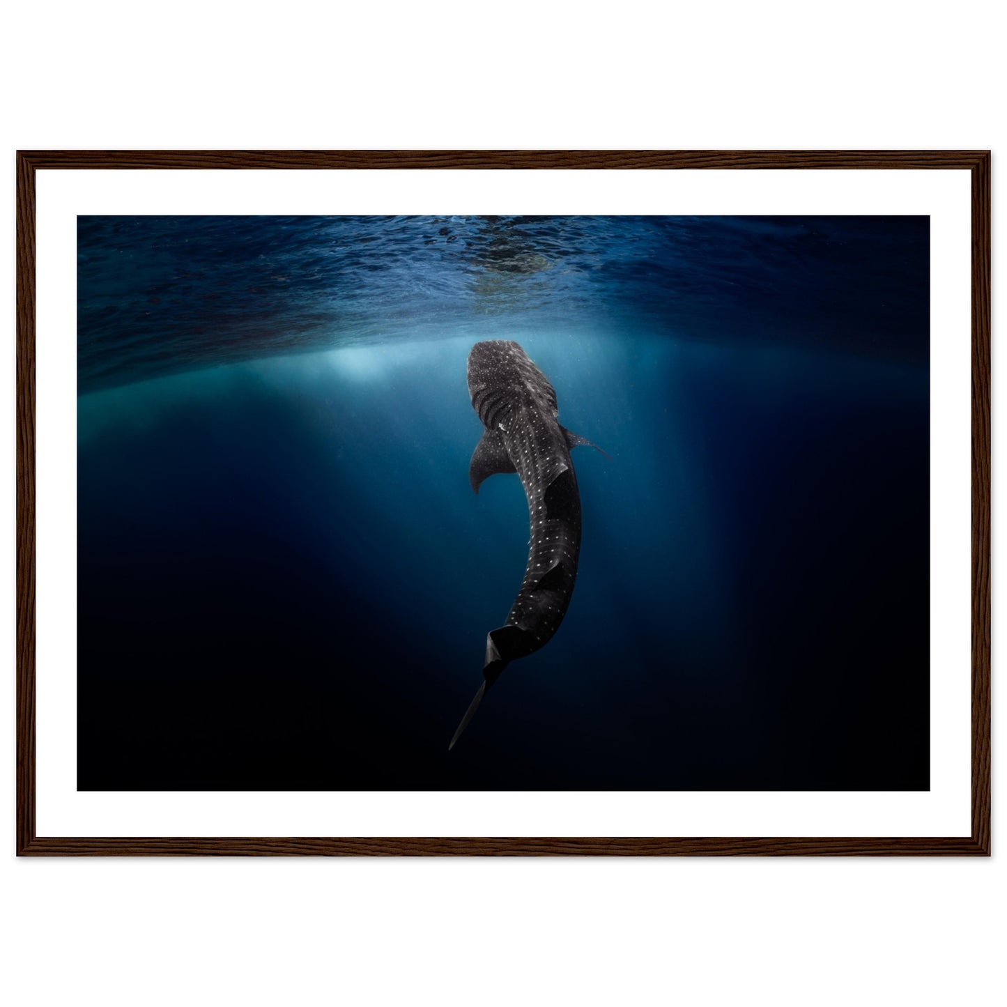 WHALE SHARK EATING AT THE SURFACE - WOODEN FRAME
