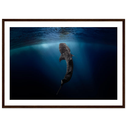 WHALE SHARK EATING AT THE SURFACE - WOODEN FRAME