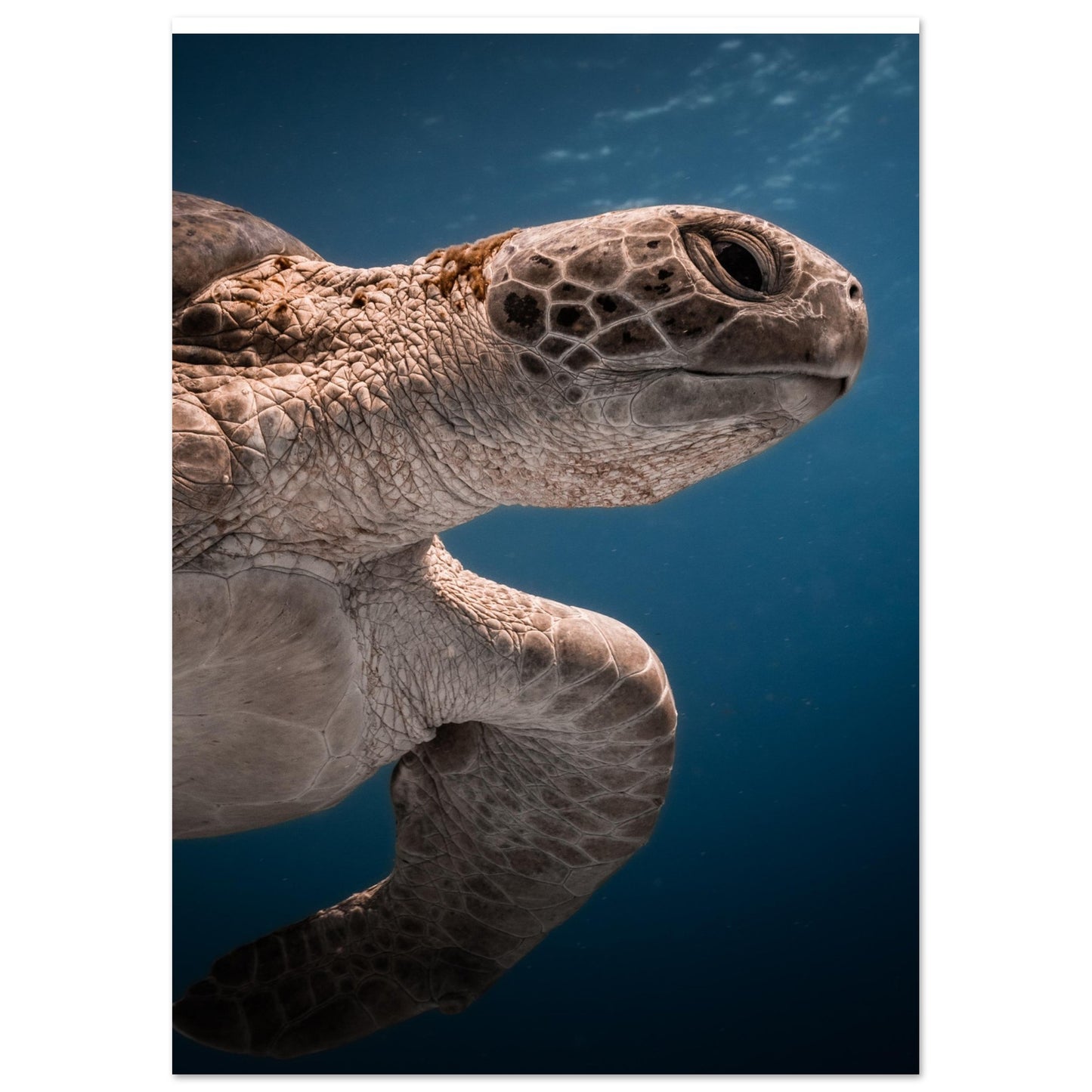 BENEATH A TURTLE - MATTE POSTER