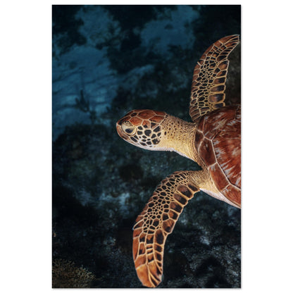 FLYING BABY TURTLE (PROFIL) -MATTE POSTER