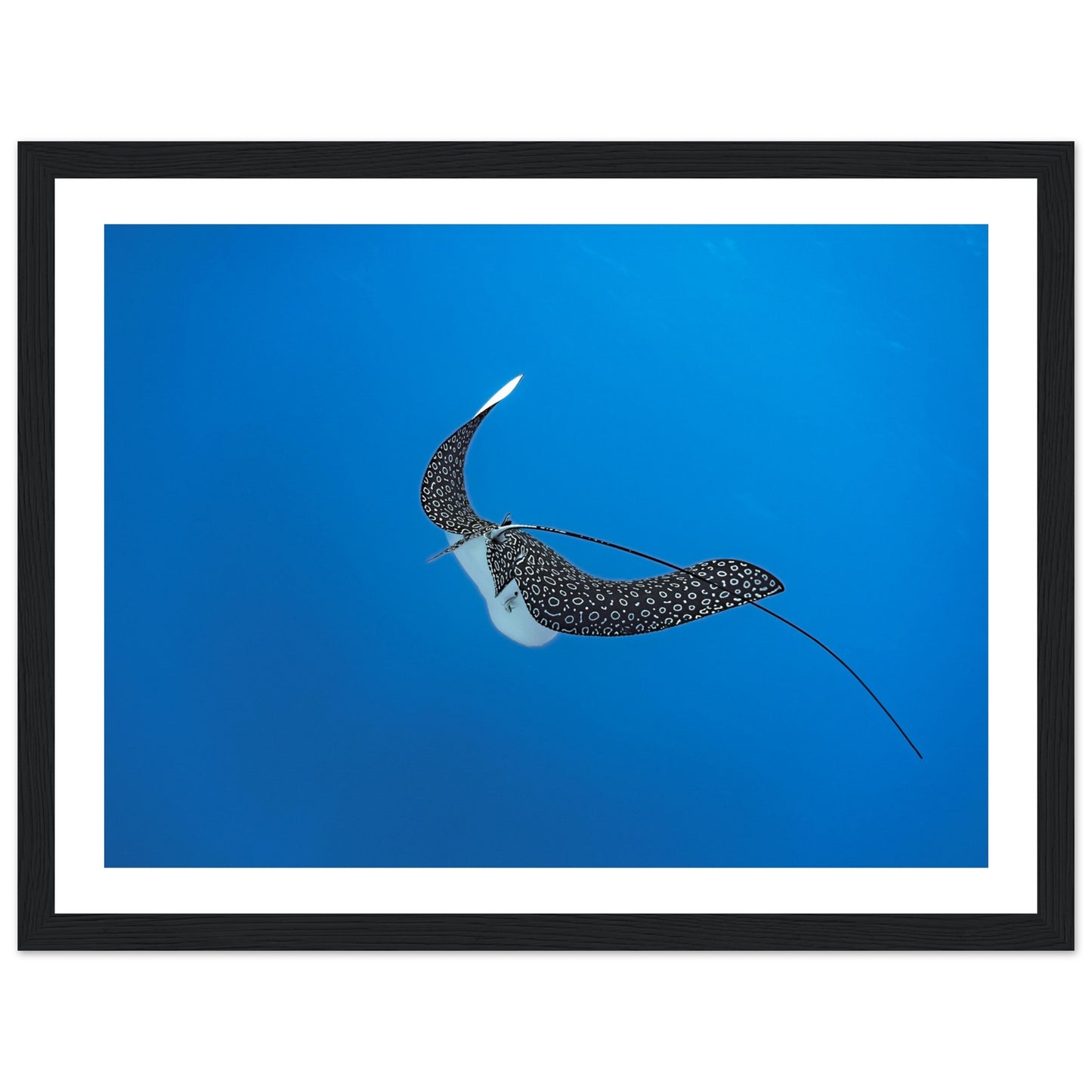 SPOTTED EAGLE RAY - WOODEN FRAME