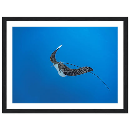 SPOTTED EAGLE RAY - WOODEN FRAME