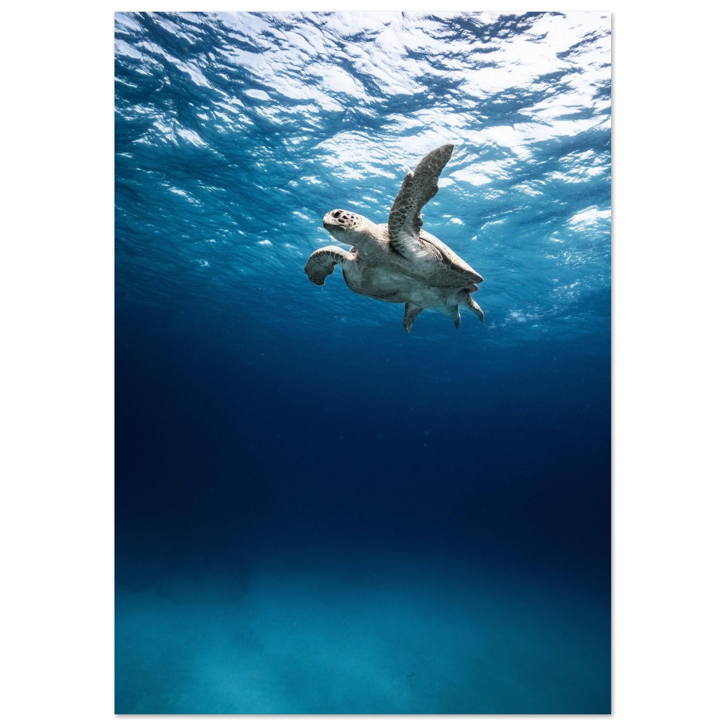 THE SEARCH OF MATE - TURTLE ODYSSEY - MATTE POSTER