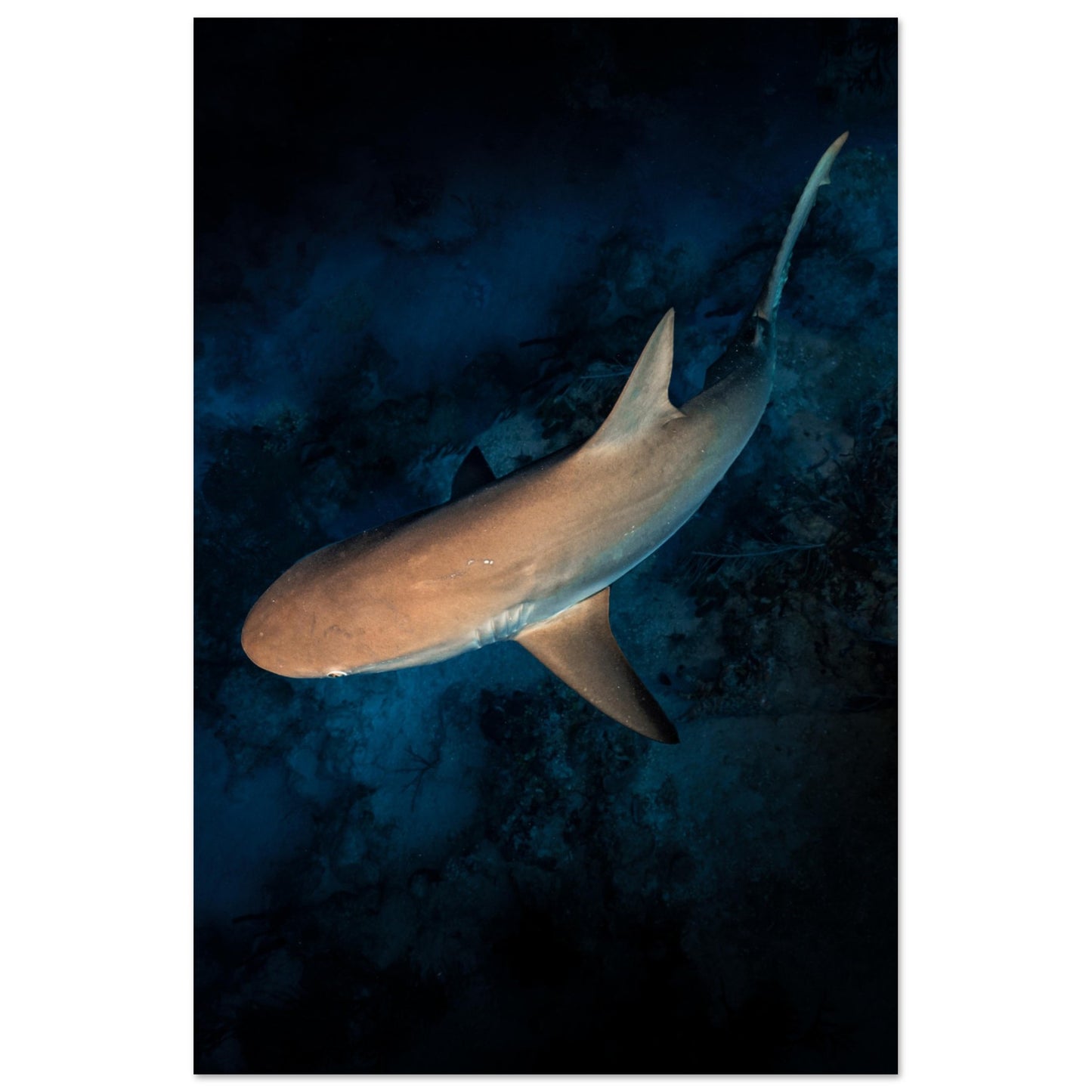 CURIOUS REEF SHARK - MATTE POSTER