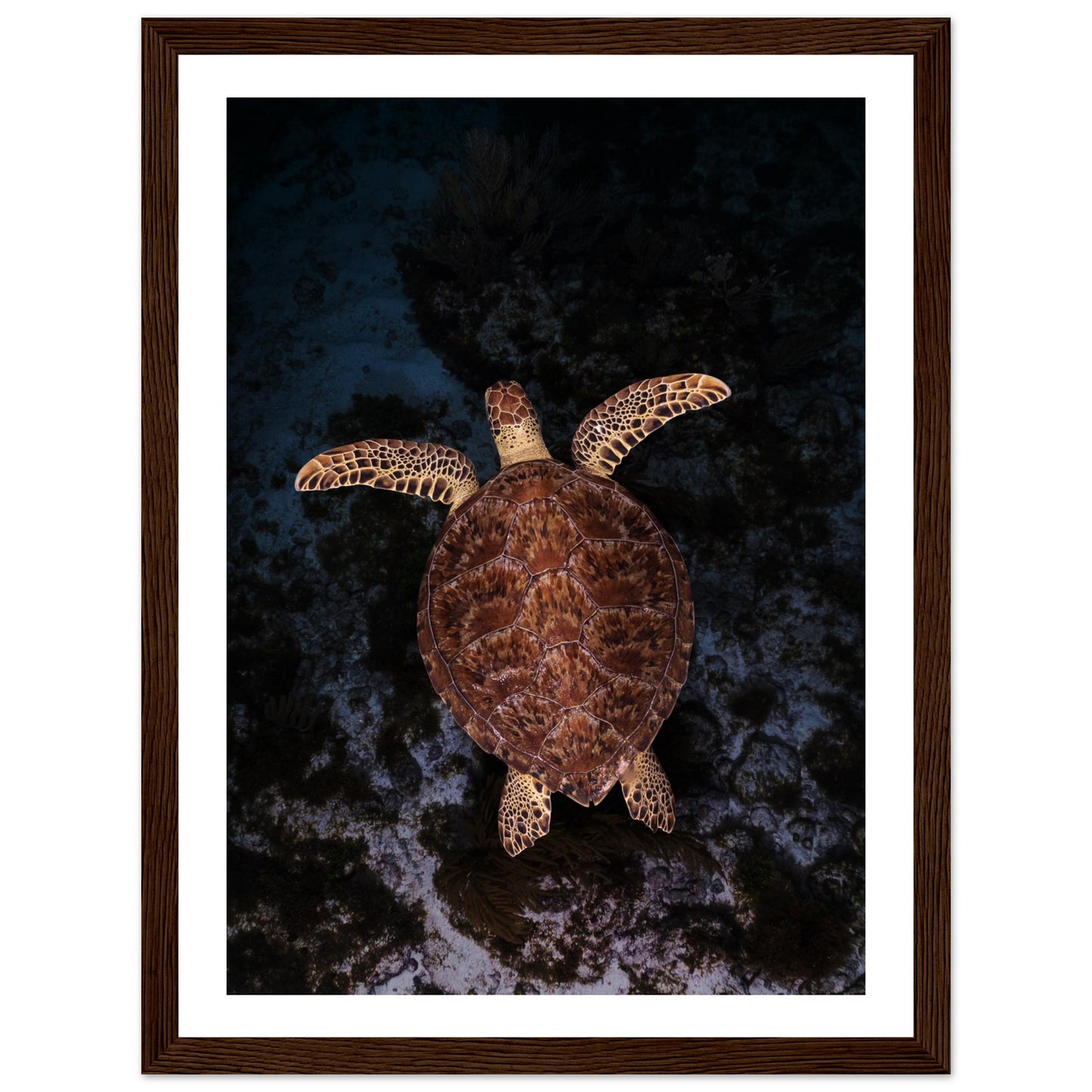 FLYING BABY TURTLE- WOODEN FRAME