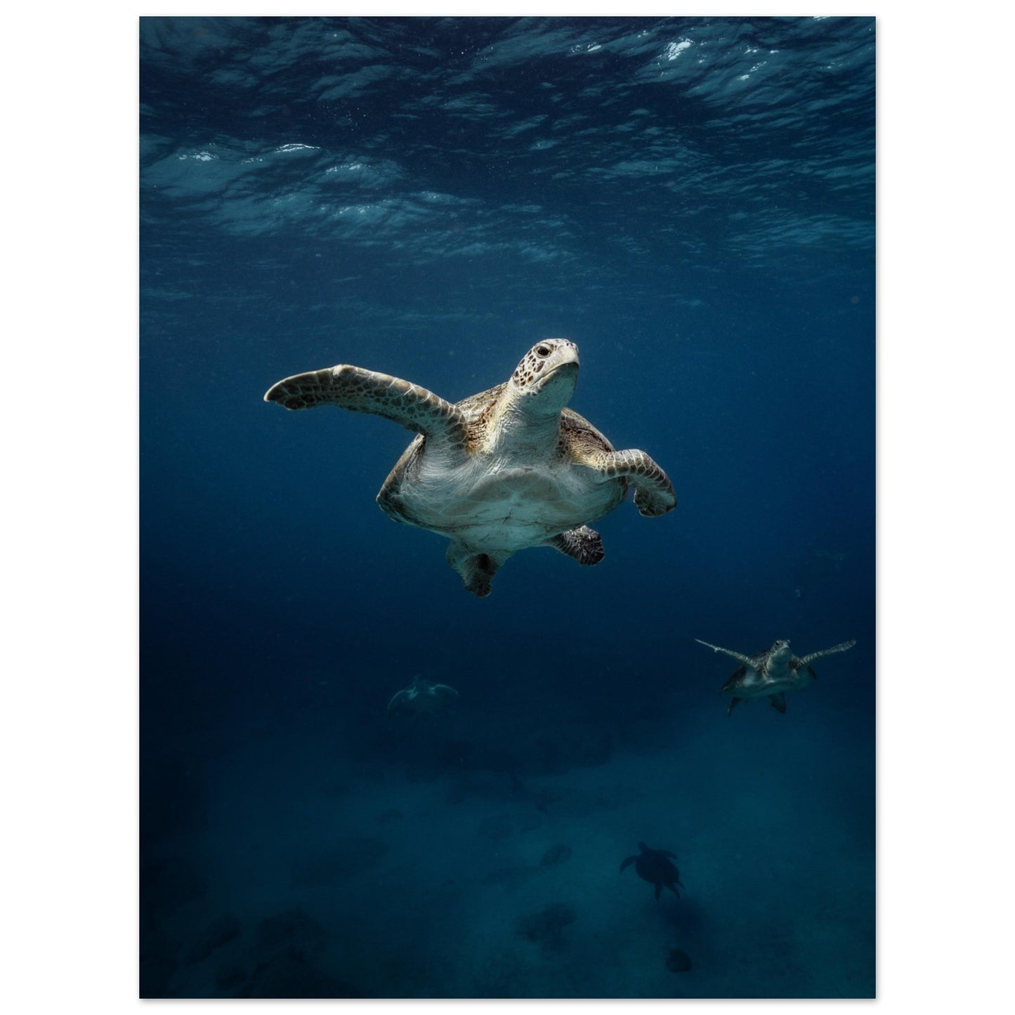 ONE FOR ALL - TURTLE ODYSSEY - MATTE POSTER