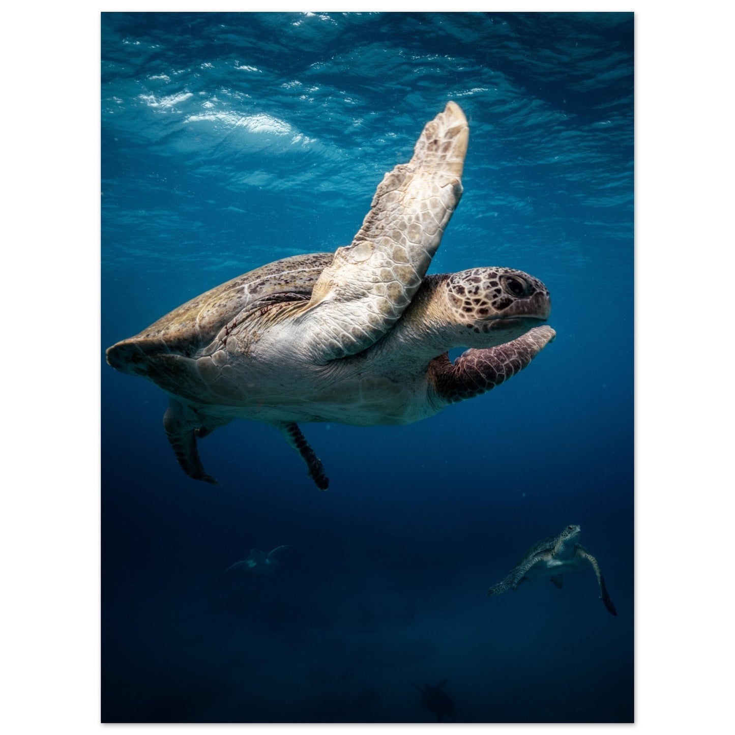 MATING SEA TURTLES - MATTE POSTER