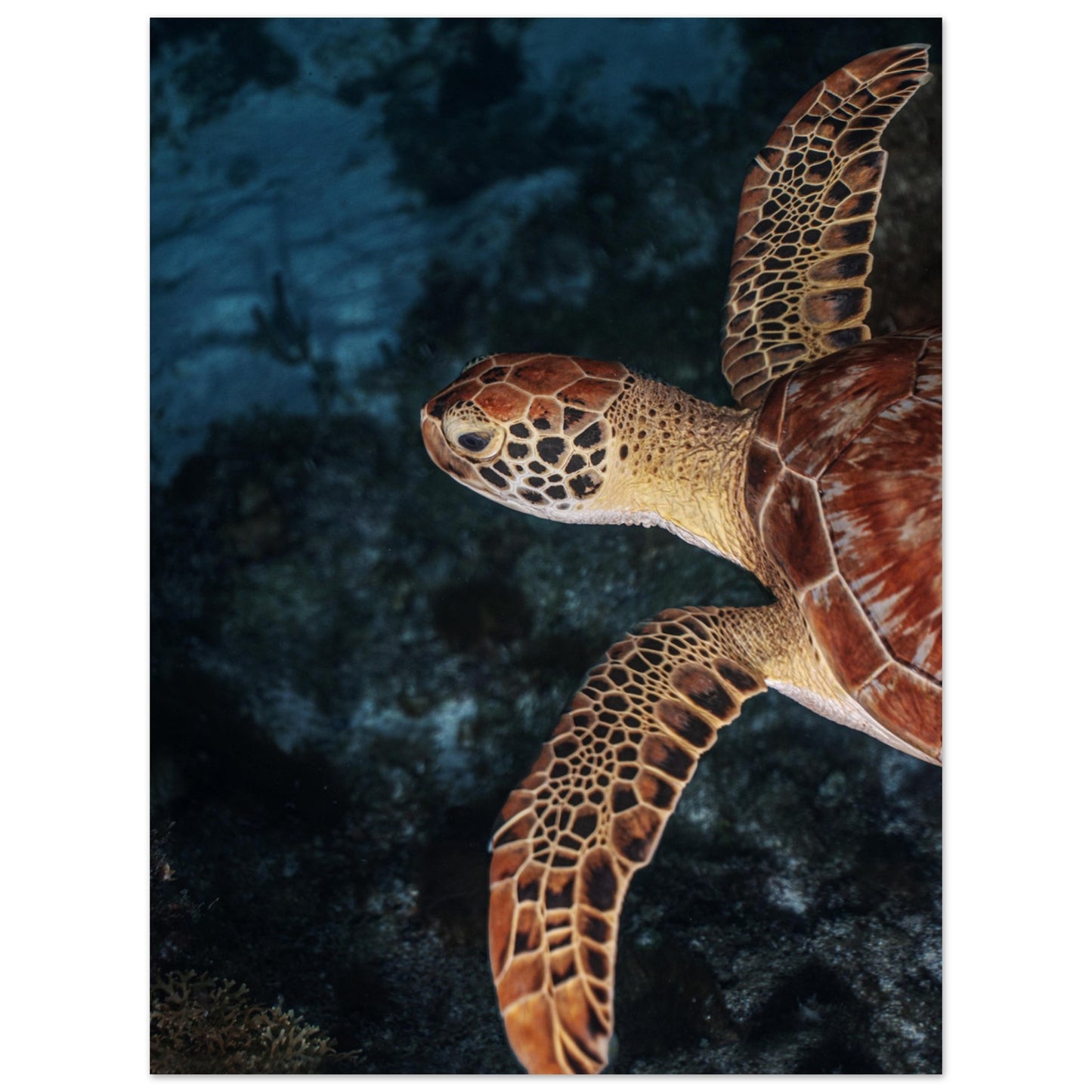 FLYING BABY TURTLE (PROFIL) -MATTE POSTER