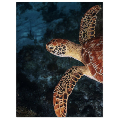 FLYING BABY TURTLE (PROFIL) -MATTE POSTER