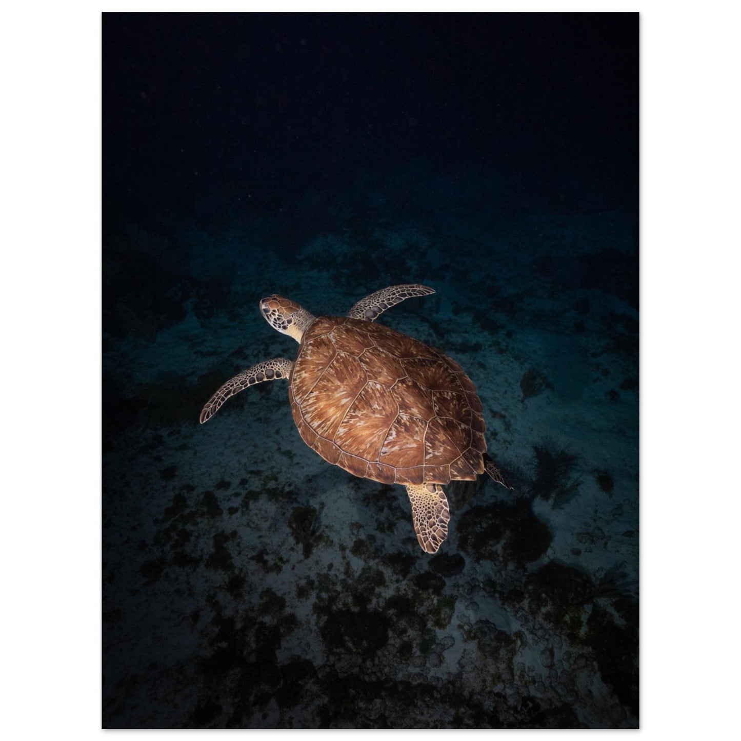 GREEN TURTLE BY NIGHT - MATTE POSTER
