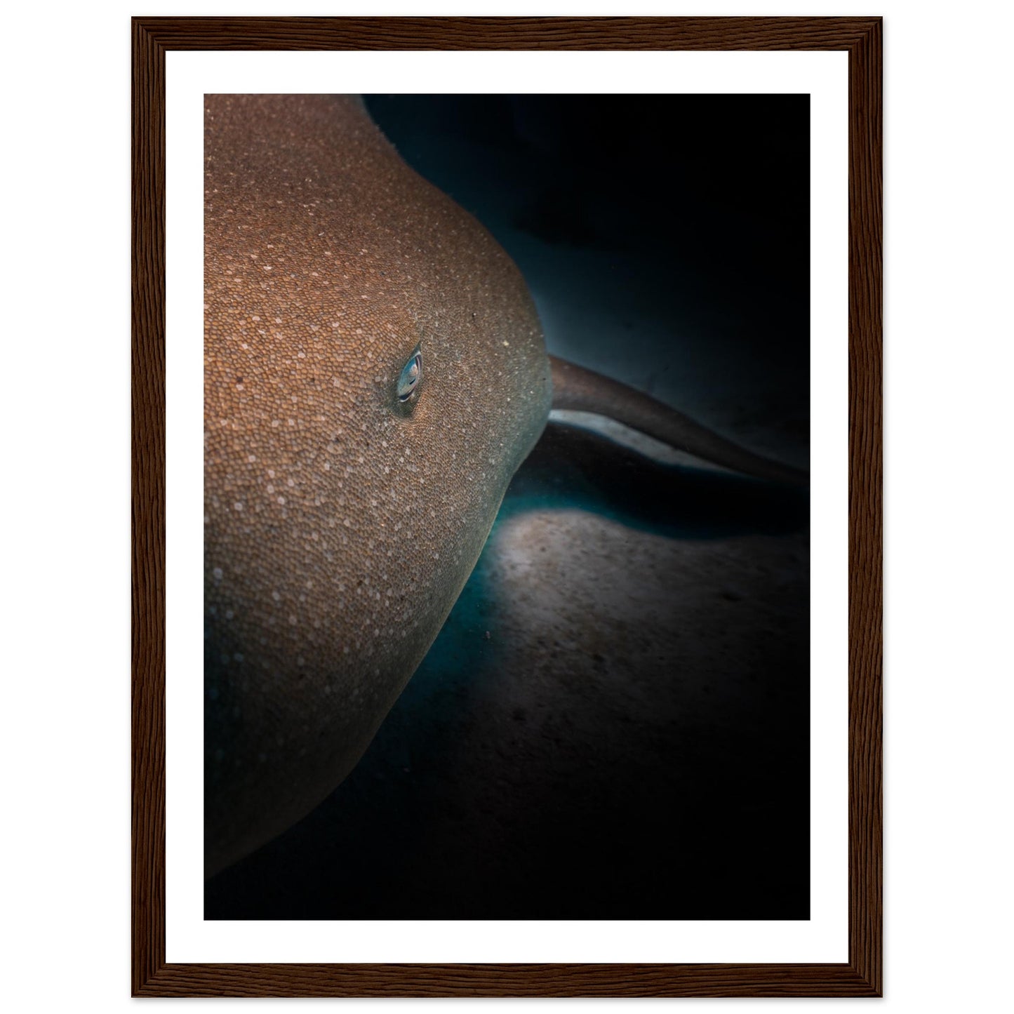 SLEEPING NURSE SHARK - WOODEN FRAME