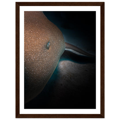 SLEEPING NURSE SHARK - WOODEN FRAME