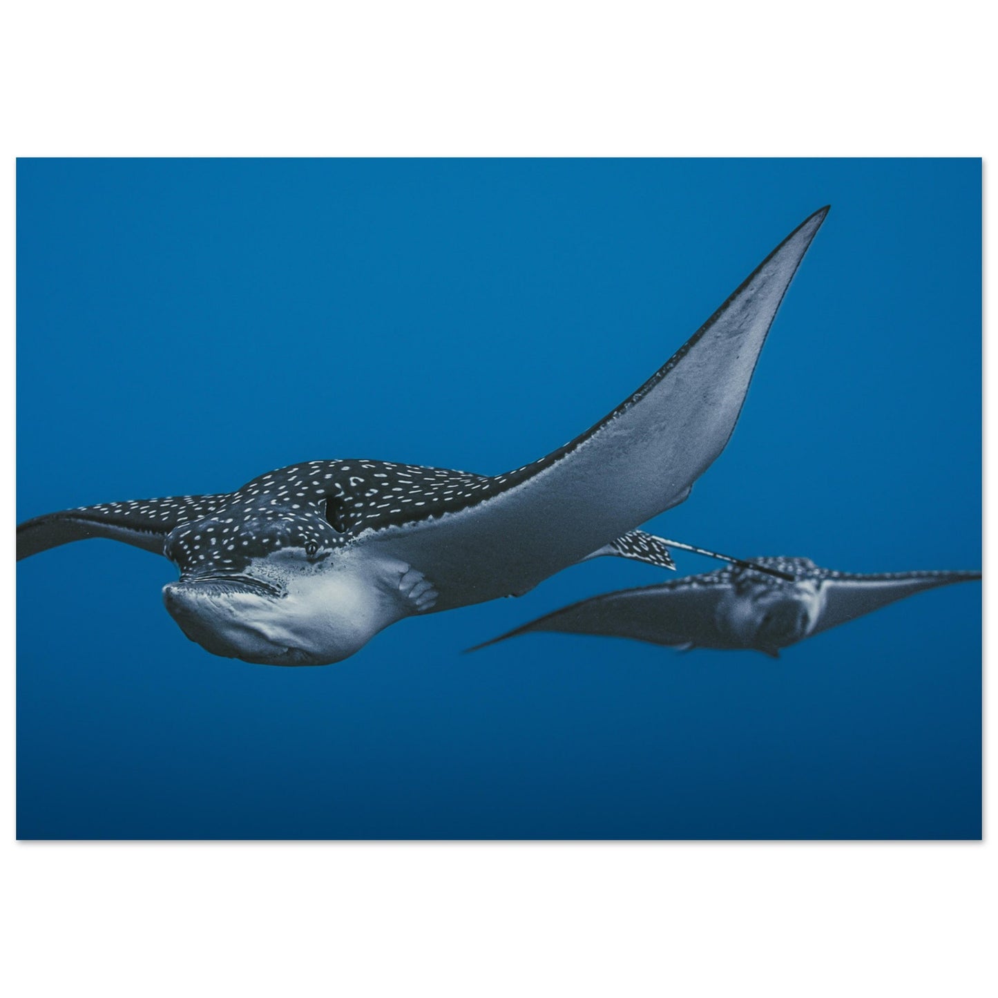 THE FLIGHT OF SPOTTED EAGLE RAYS - MATTE POSTER