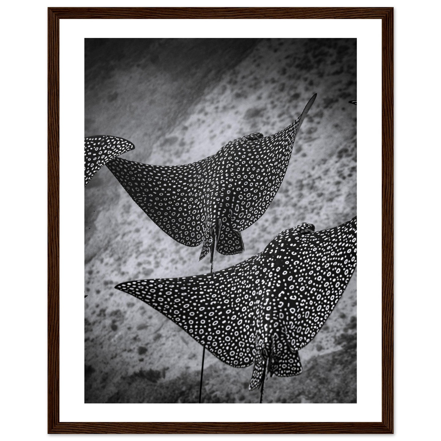 SPOTTED EAGLE RAY SQUAD - WOODEN FRAME
