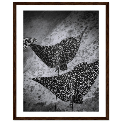 SPOTTED EAGLE RAY SQUAD - WOODEN FRAME