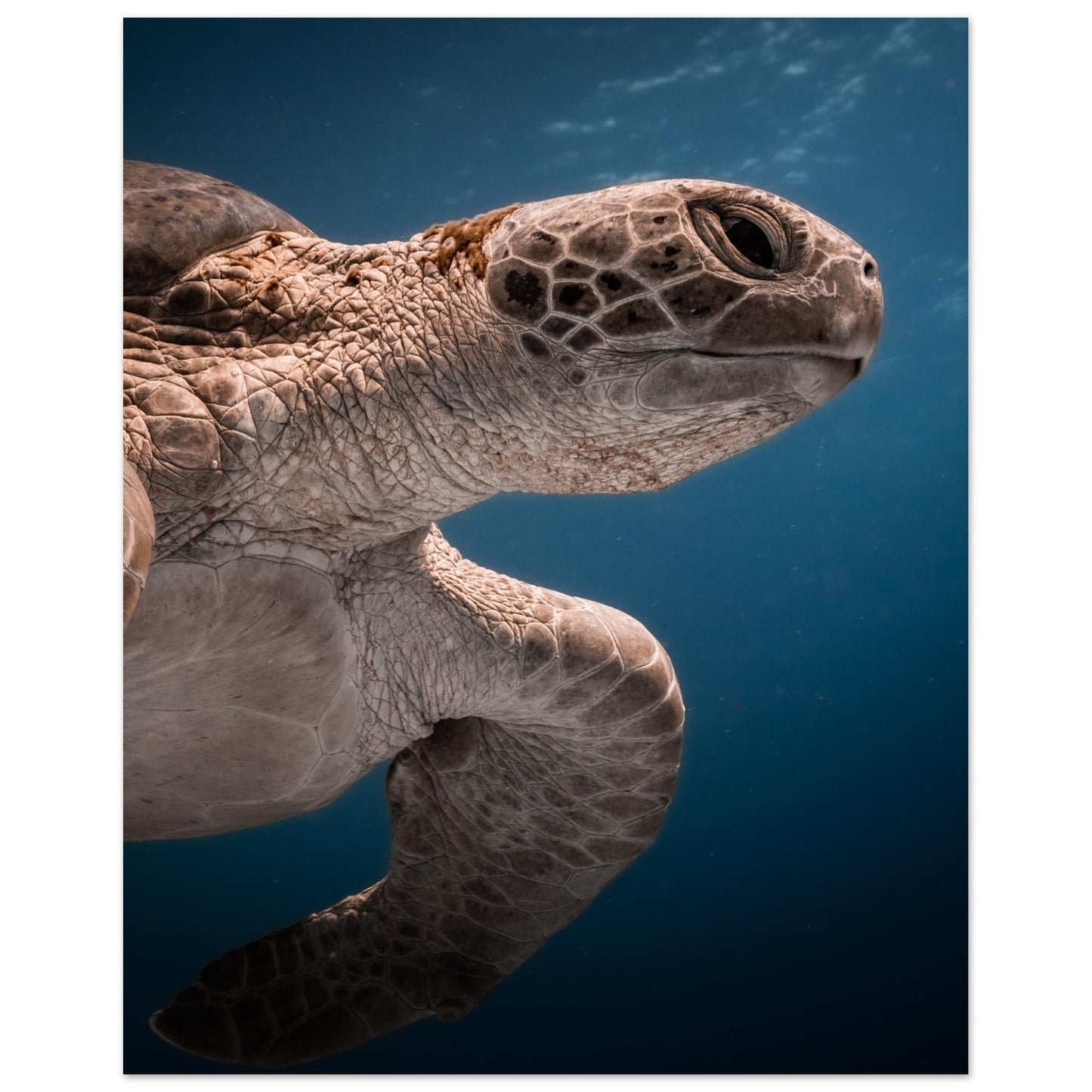 BENEATH A TURTLE - MATTE POSTER