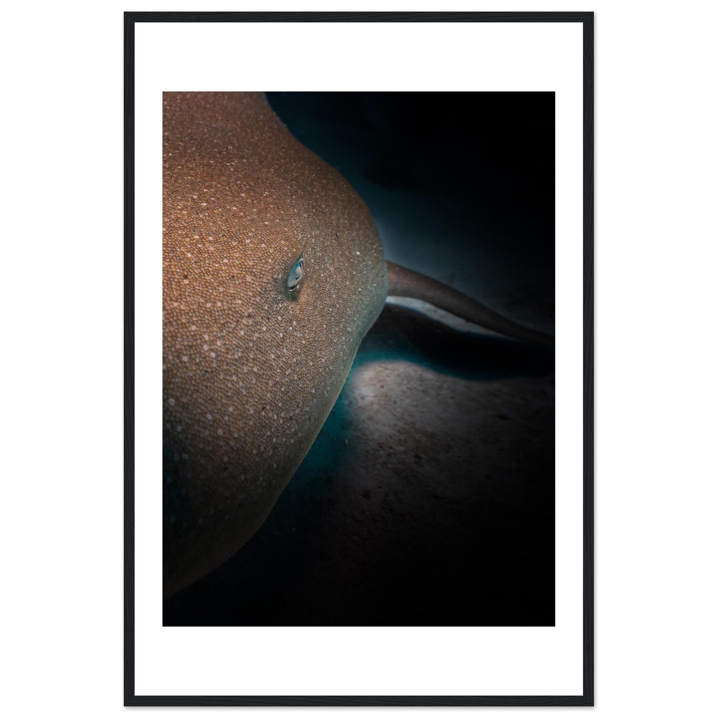 SLEEPING NURSE SHARK - WOODEN FRAME
