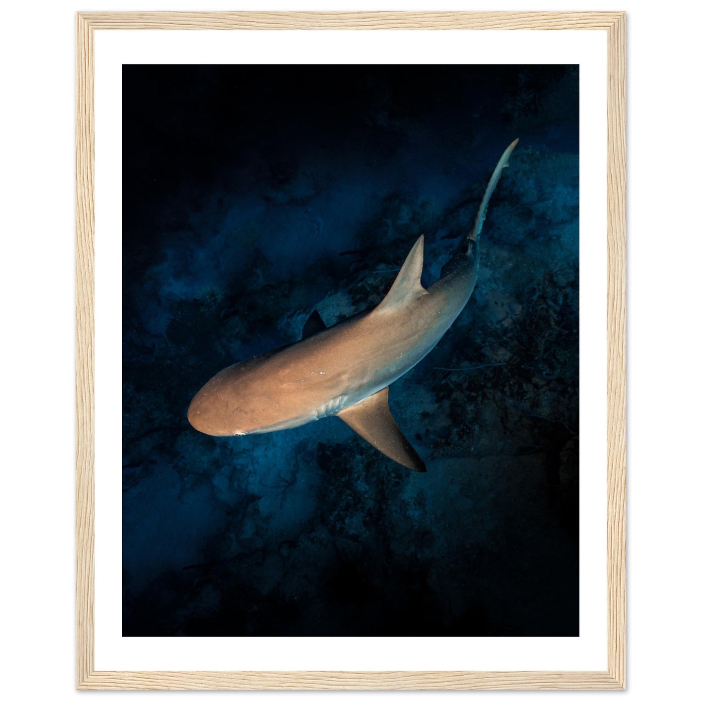 CURIOUS REEF SHARK - WOODEN FRAME
