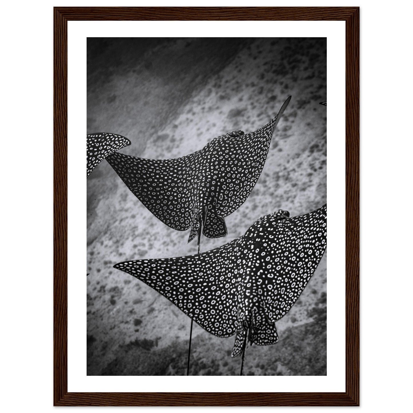 SPOTTED EAGLE RAY SQUAD - WOODEN FRAME