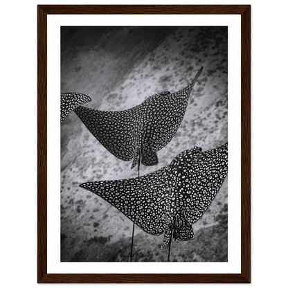 SPOTTED EAGLE RAY SQUAD - WOODEN FRAME