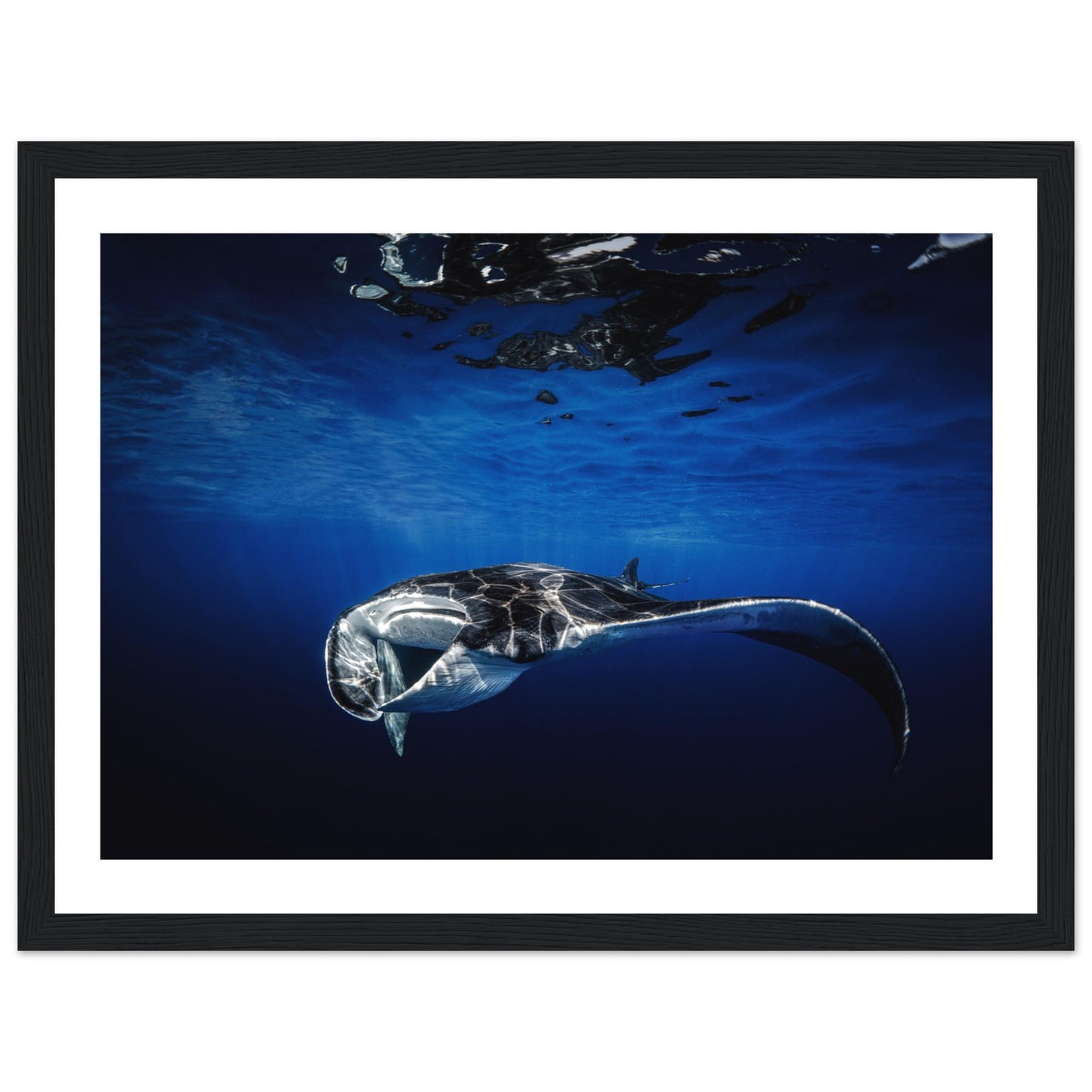 GIANT MANTA RAY - WOODEN FRAME