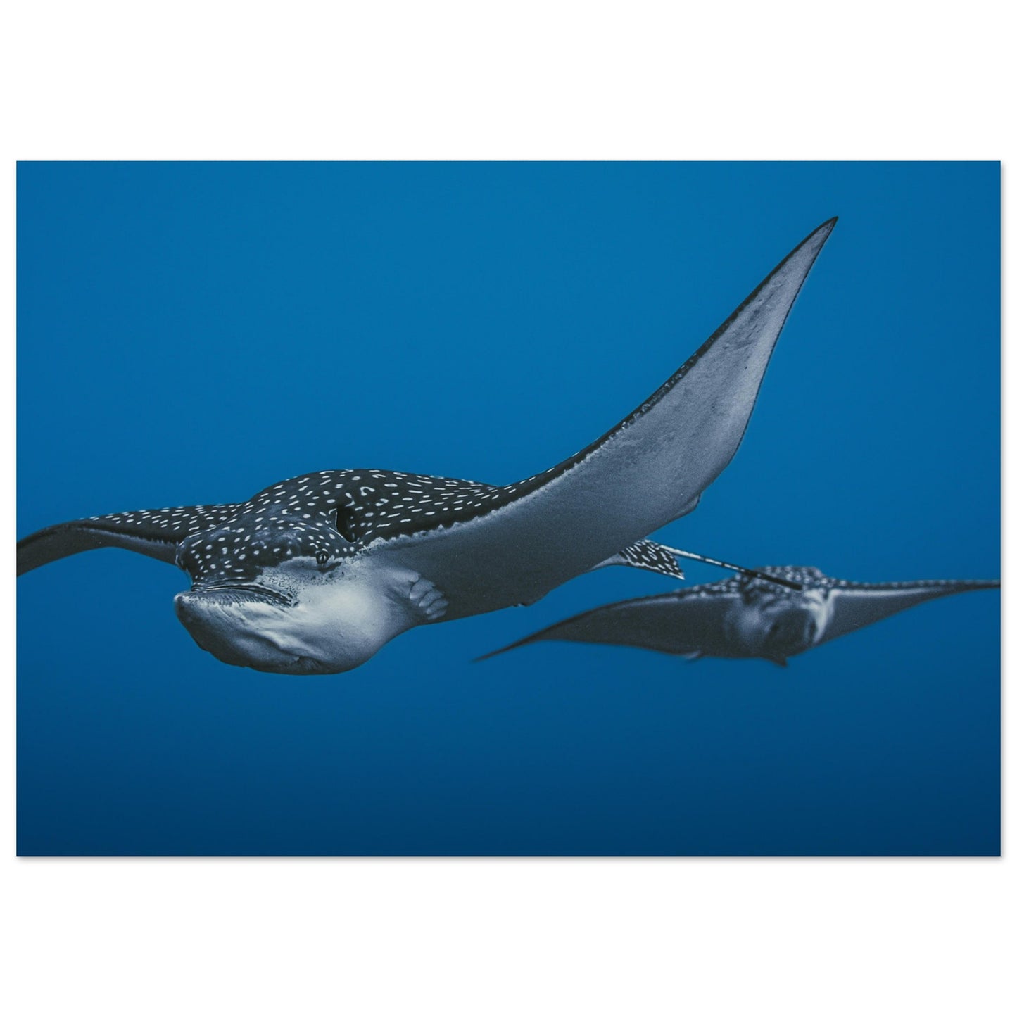 THE FLIGHT OF SPOTTED EAGLE RAYS - MATTE POSTER