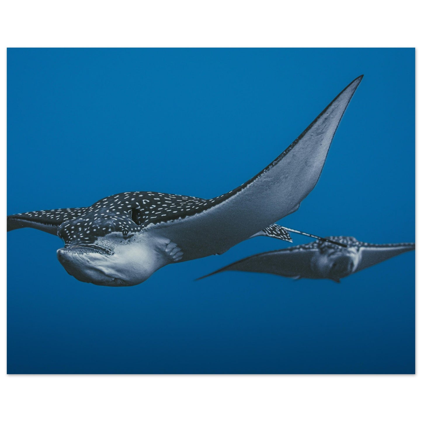 THE FLIGHT OF SPOTTED EAGLE RAYS - MATTE POSTER