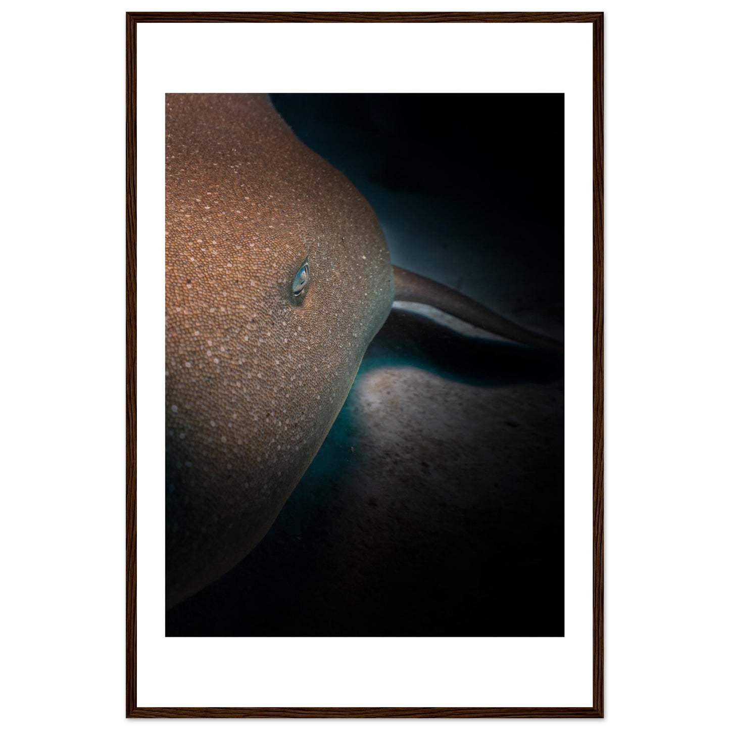 SLEEPING NURSE SHARK - WOODEN FRAME