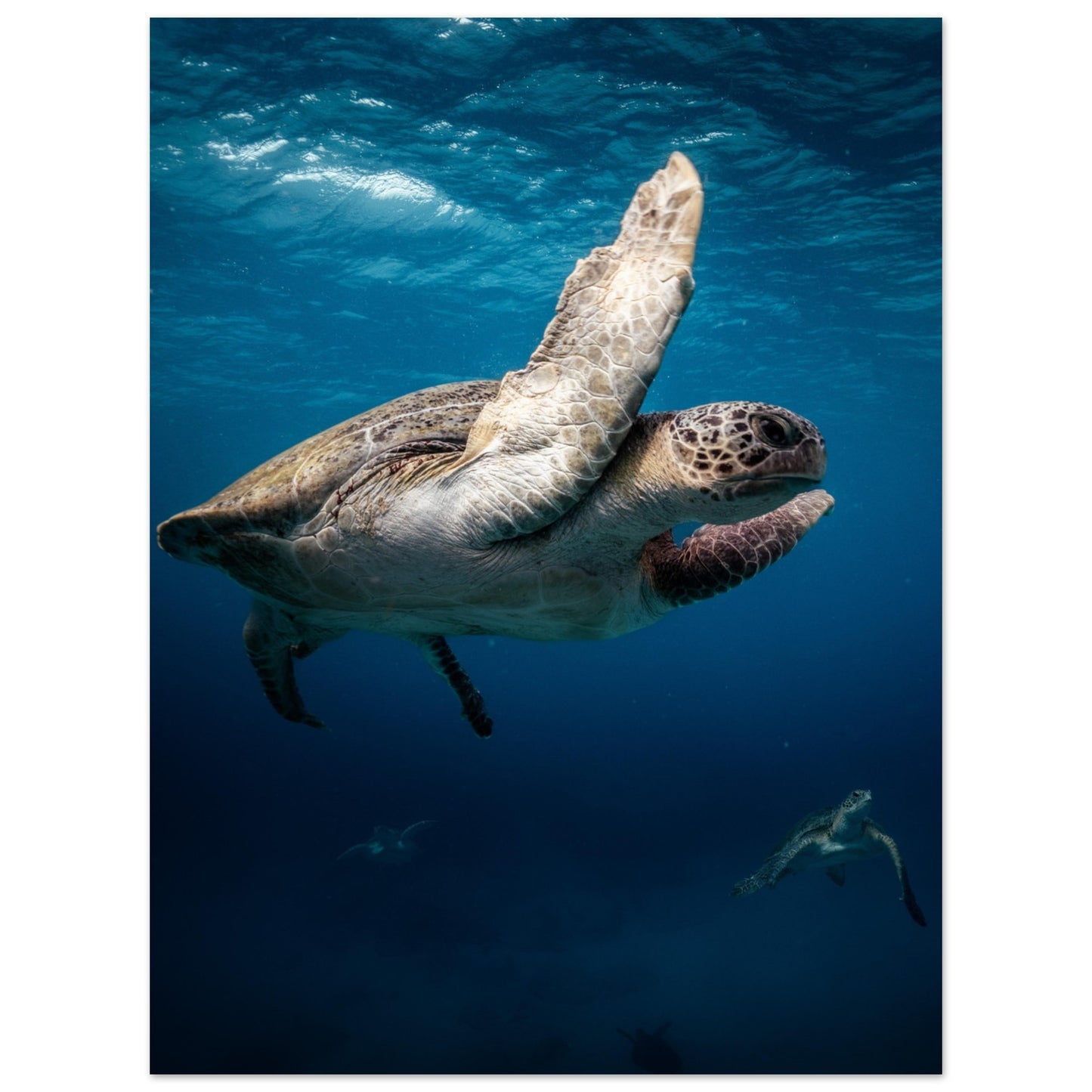 MATING SEA TURTLES - MATTE POSTER