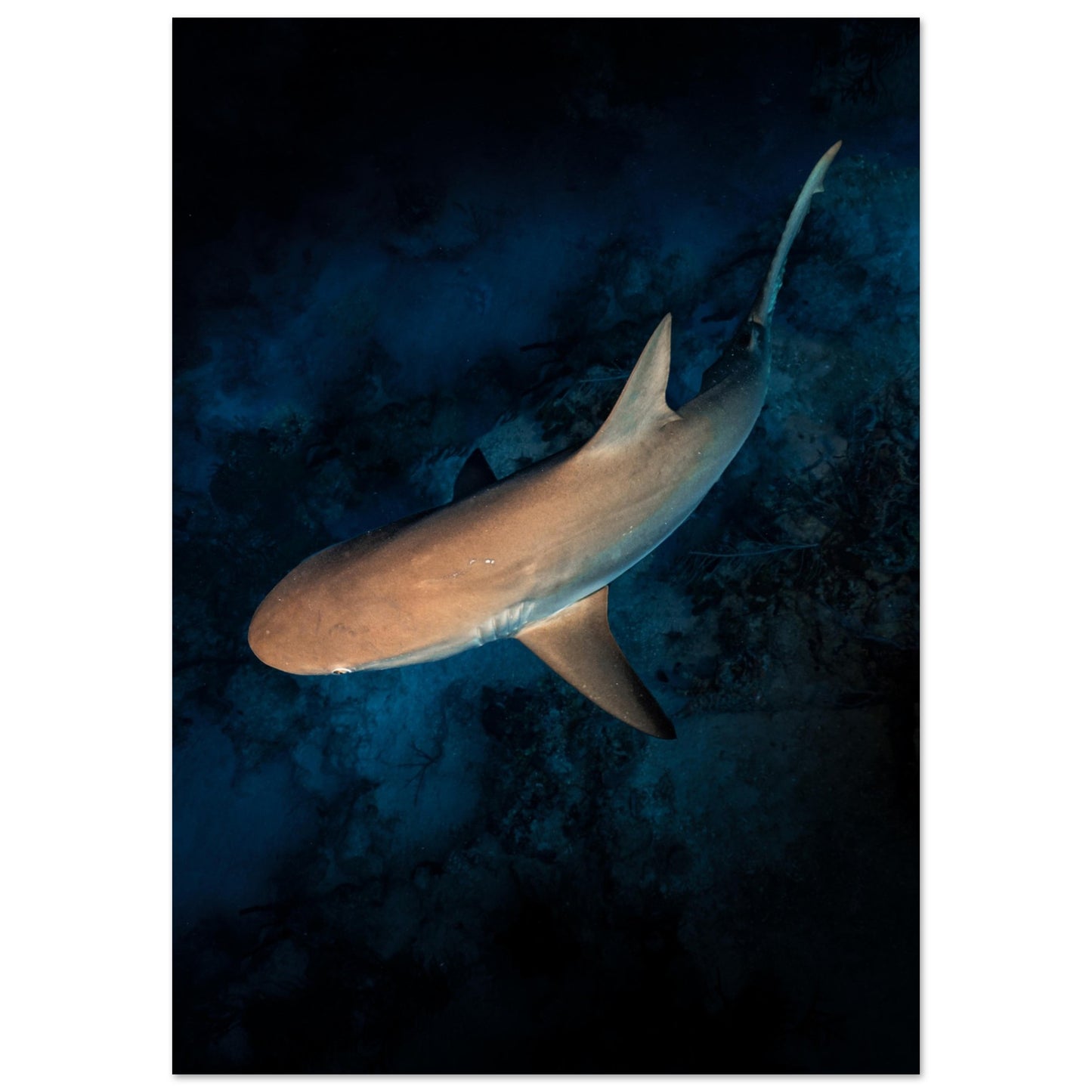 CURIOUS REEF SHARK - MATTE POSTER
