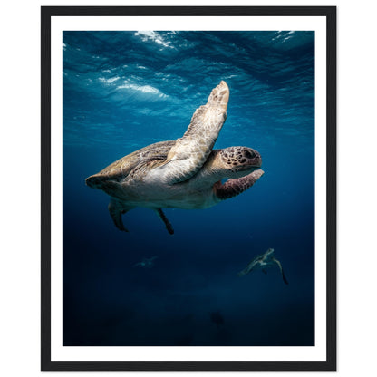 MATING SEA TURTLES - WOODEN FRAME