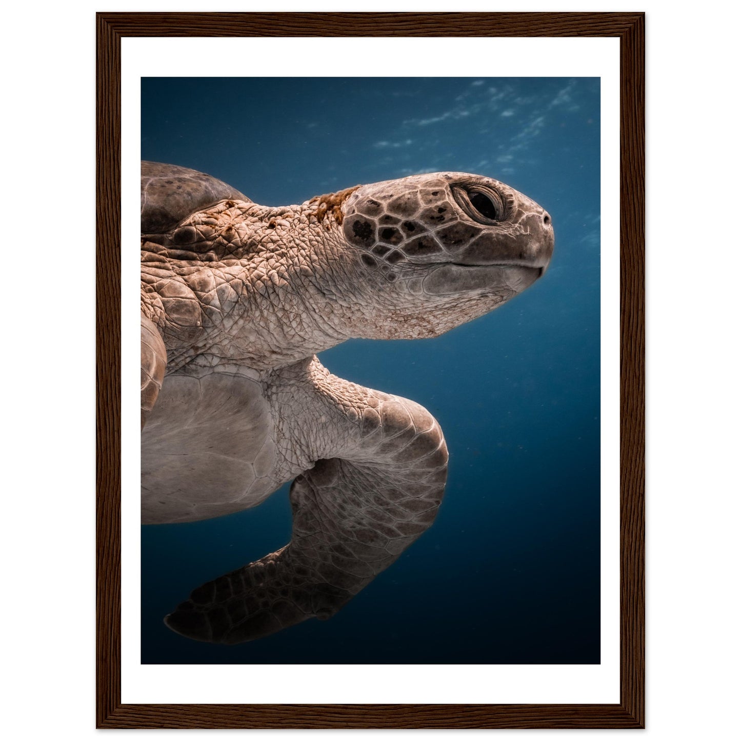 BENEATH A TURTLE - WOODEN FRAME