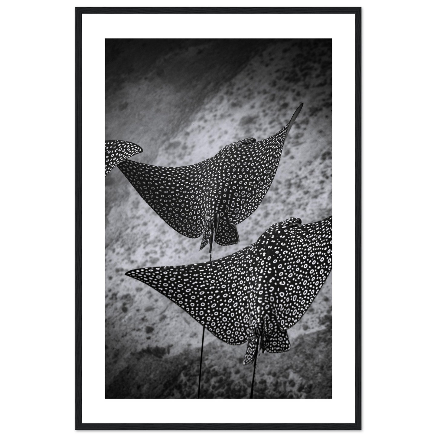 SPOTTED EAGLE RAY SQUAD - WOODEN FRAME
