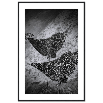 SPOTTED EAGLE RAY SQUAD - WOODEN FRAME
