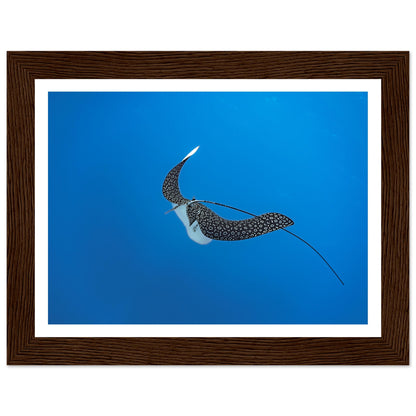SPOTTED EAGLE RAY - WOODEN FRAME