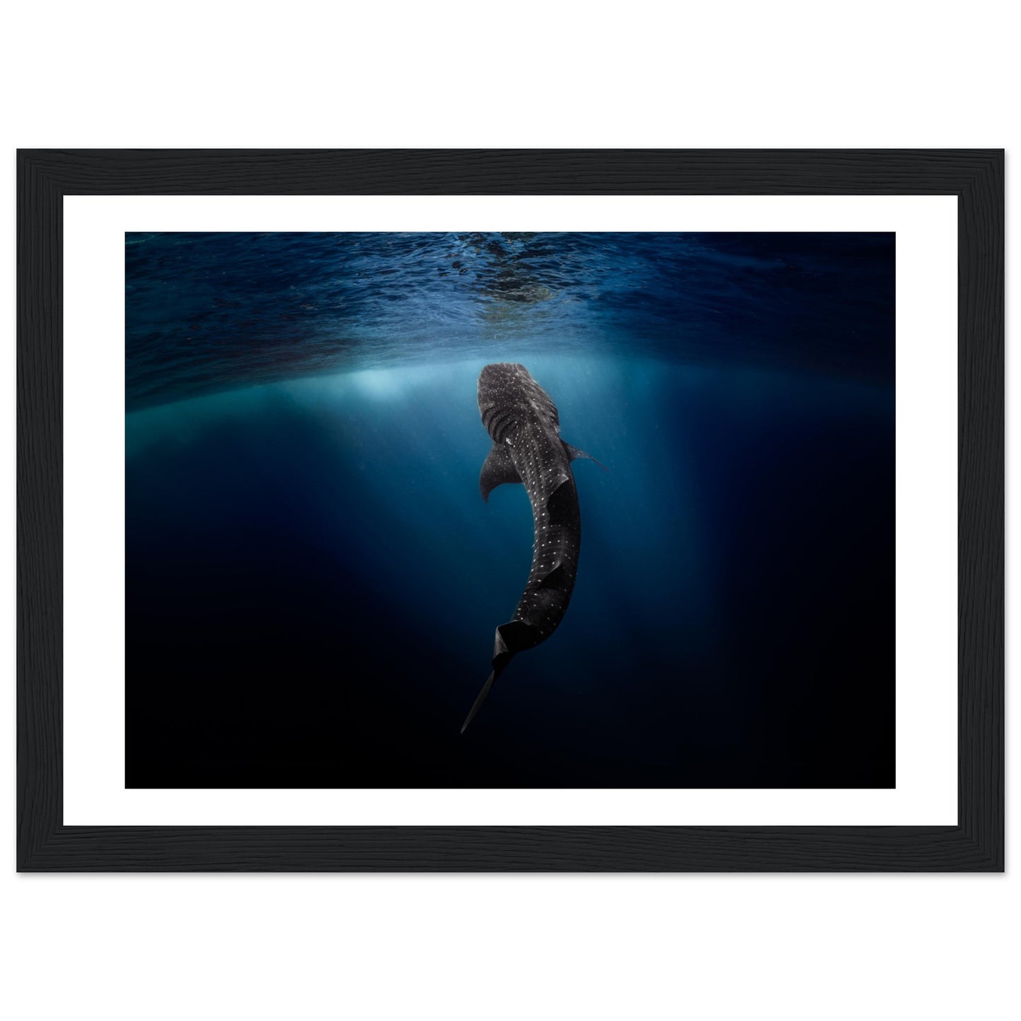 WHALE SHARK EATING AT THE SURFACE - WOODEN FRAME