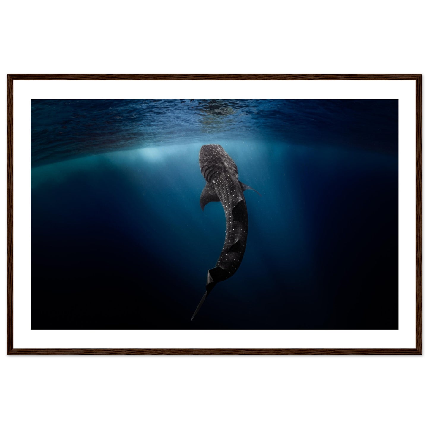 WHALE SHARK EATING AT THE SURFACE - WOODEN FRAME